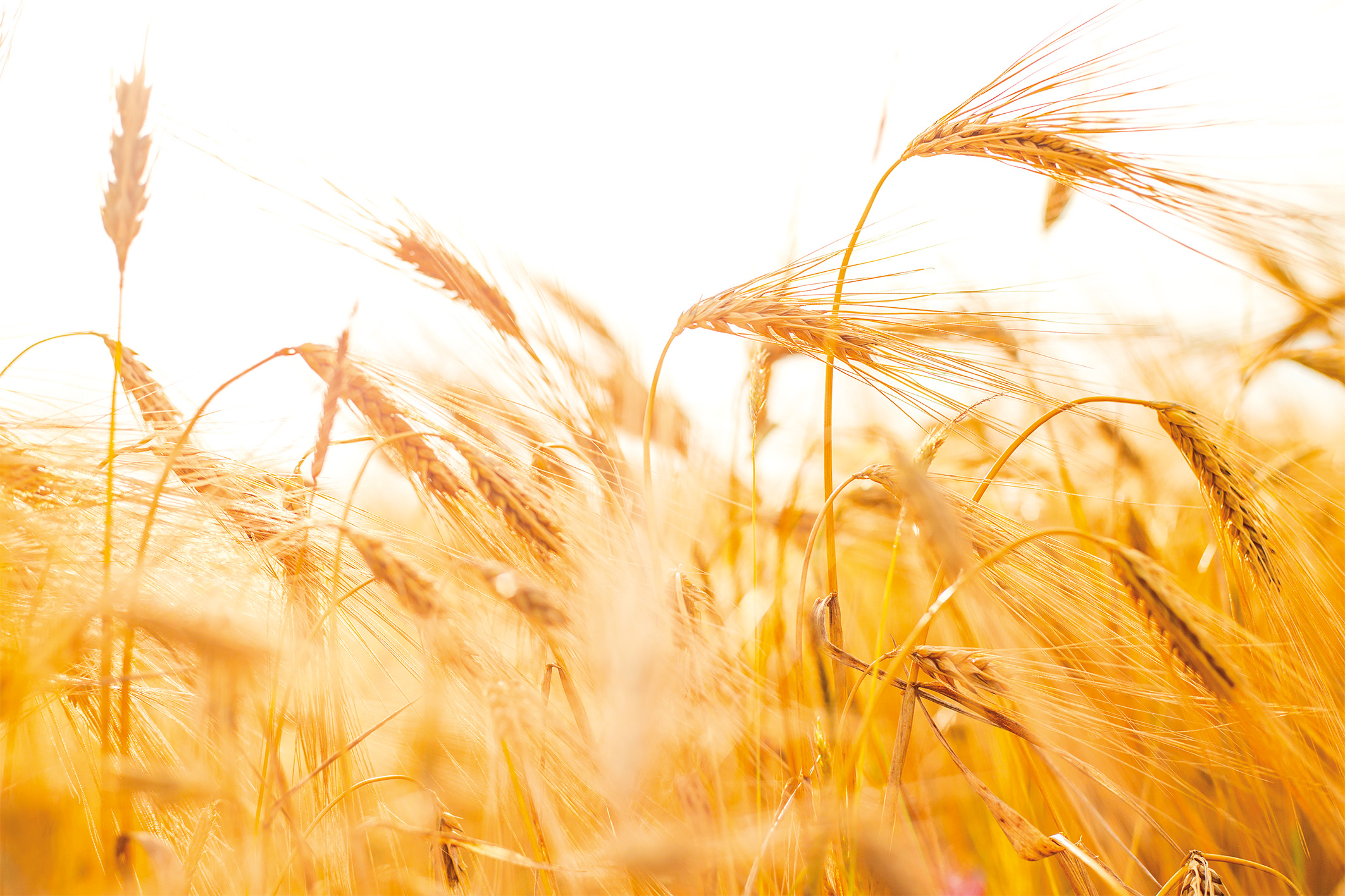 wandbild-getreide-im-wind-natur-landschaft-original Wandbild Getreide im Wind