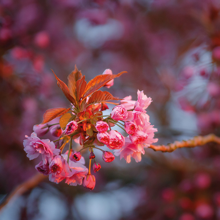 wandbilder-kirschbluete-natur-petra-runge wandbilder-kirschbluete-natur-petra-runge-original