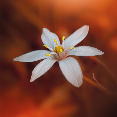 Wandbild Ornithogalum