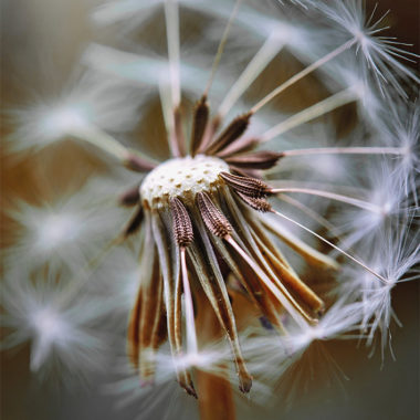 Wandbild Pusteblume