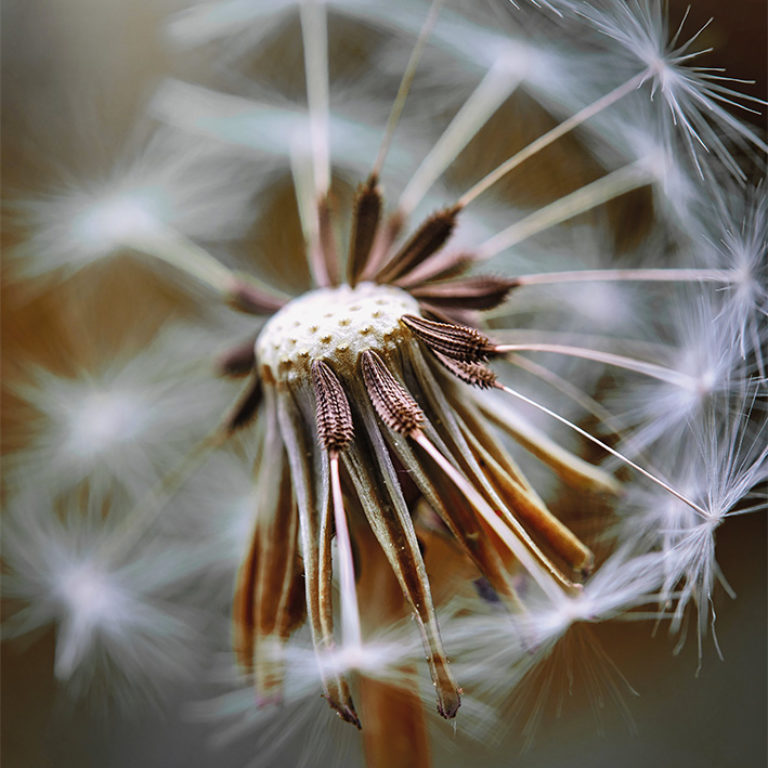 Wandbild Pusteblume