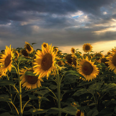 Wandbild Sonnenblumen