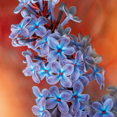 Wandbild Syringa Vulgaris