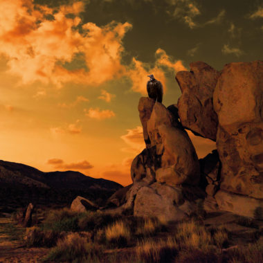 Wandbild Geier auf Felsen