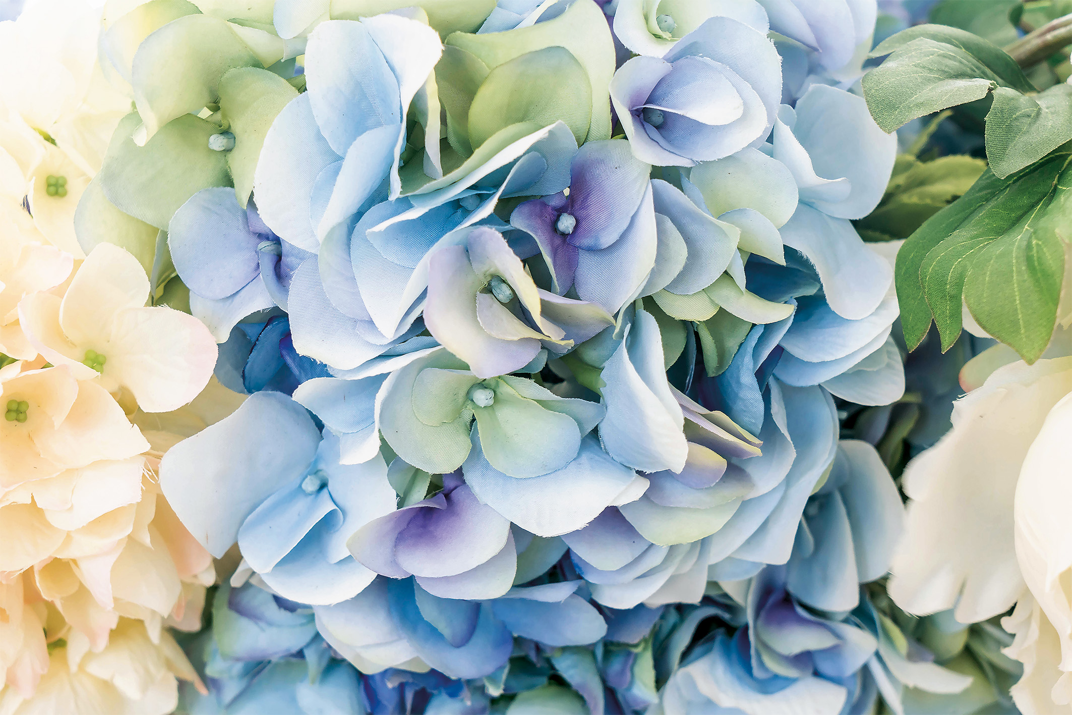 wandbild-blau-weisse-blumenpracht-original-min Wandbild Blauweiße Blumenpracht