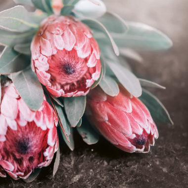 Wandbild Exotische Blüten