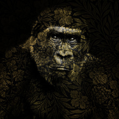 Wandbild Goldener Gorilla
