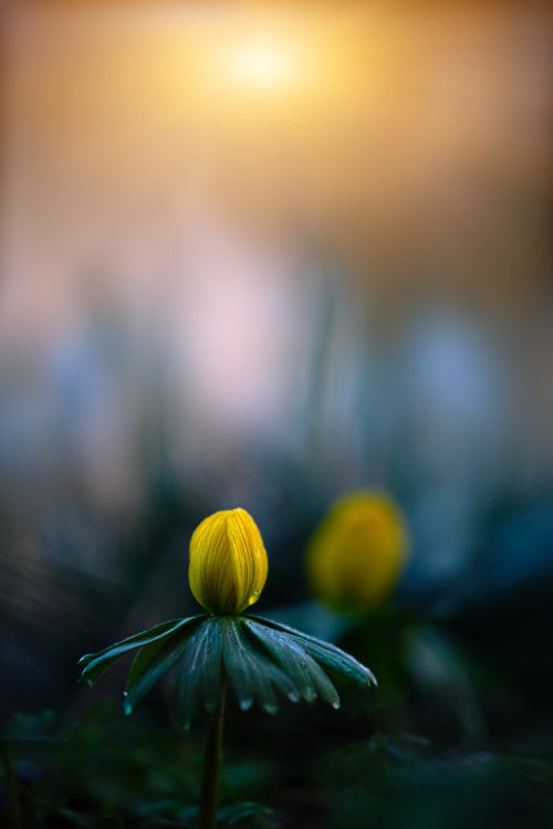 wandbild-dancing-queen-natur-landschaft-sabine-schiebofski-web Wandbild Dancing Queen