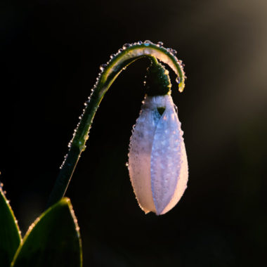 Wandbild Schneeglöckchen, Natur & Landschaft, Sabine Schiebofski