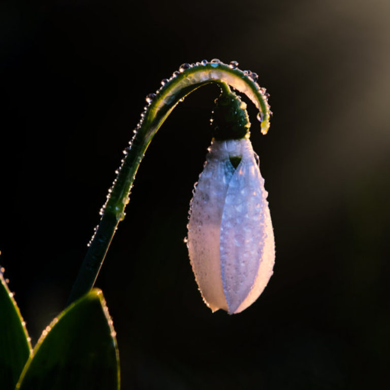 Wandbild Schneeglöckchen, Natur & Landschaft, Sabine Schiebofski