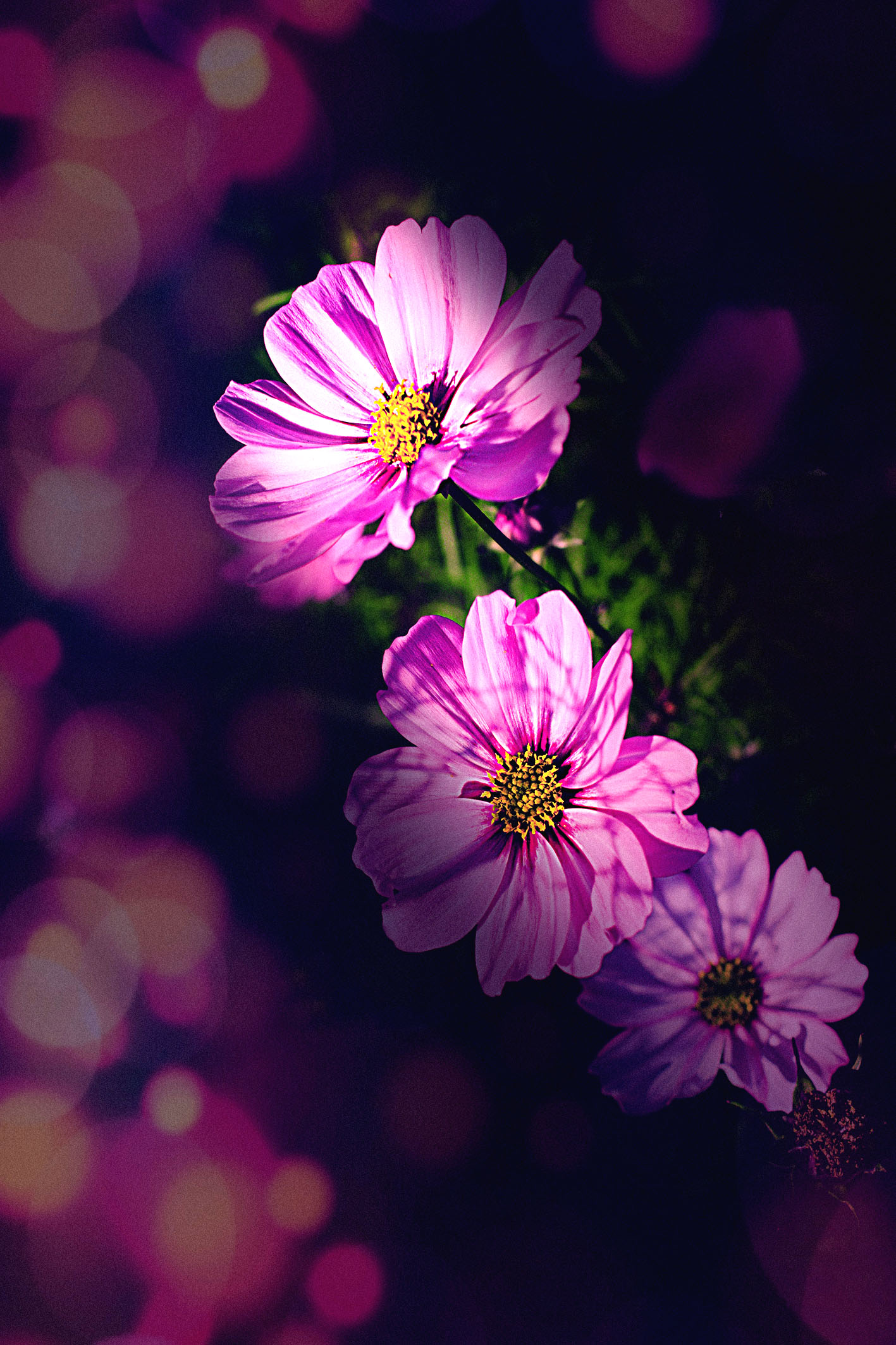 wandbild-bokeh-natur-landschaft-michael-flowersandmacro-web Wandbild Bokeh