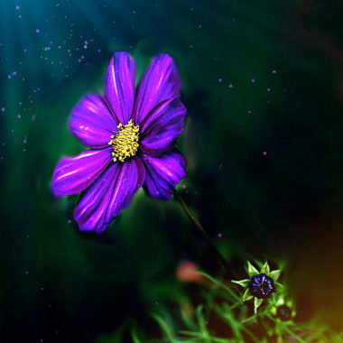 Wandbild Purple heaven