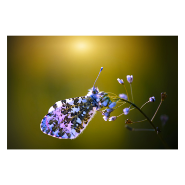 Wandbild Aurorafalter