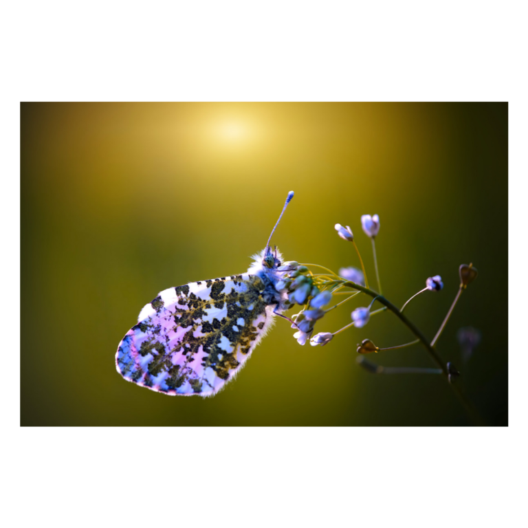 Wandbild Aurorafalter