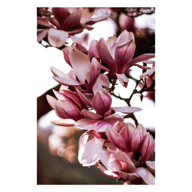 Wandbild Magnolia