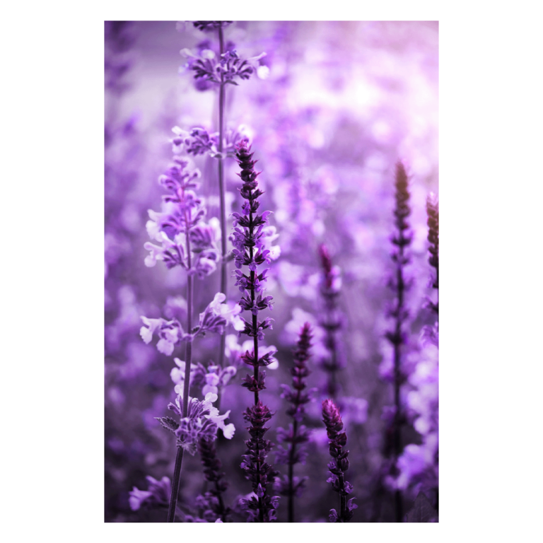 wandbild salvia nemorosa sabine schiebofski item