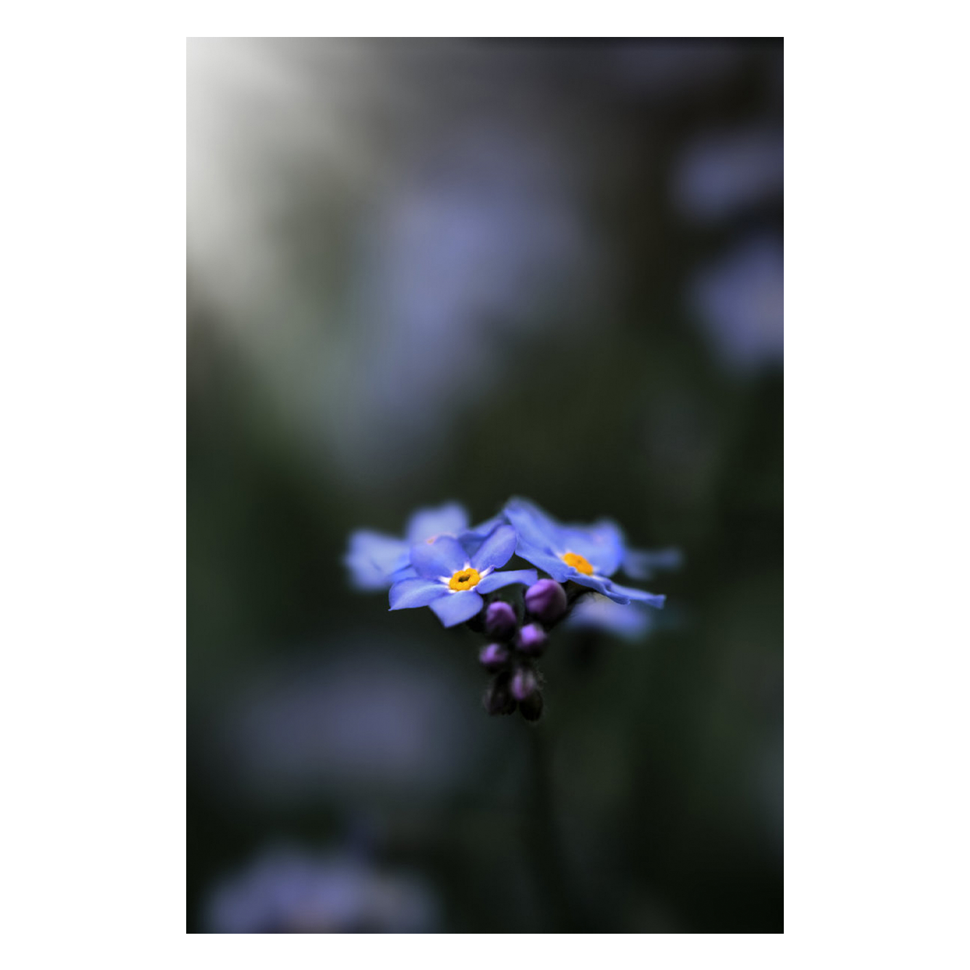 Wandbild Vergissmeinnicht Wandbild Vergissmeinnicht