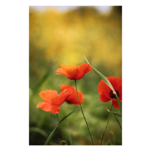 Wandbild Blühender Mohn