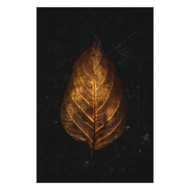 Wandbild Eternal Autumn