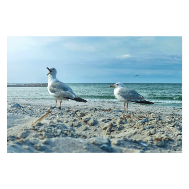 Wandbild Möwen am Meer