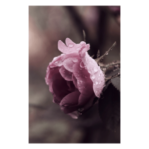 Wandbild Rosige Wassertropfen