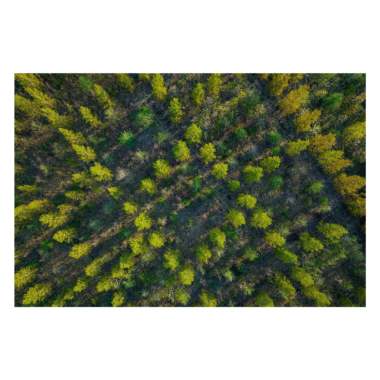 Wandbild Wald von oben