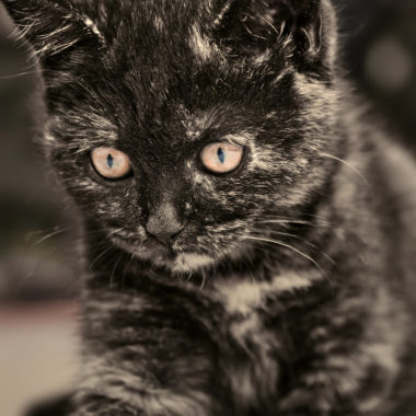 Wandbild Katzenliebe Tiere Natur Sabine Schiebofski