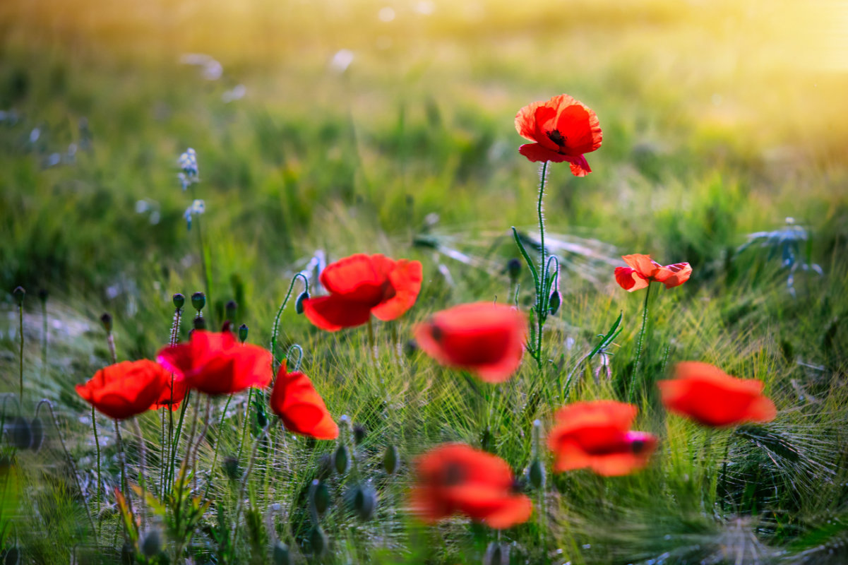 Wandbild Mohn 4 Natur Landschaft Sabine Schibofski Wandbild Mohn 4