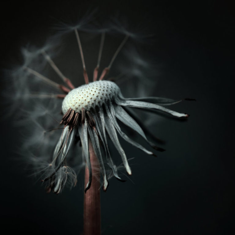 Wandbild Pusteblume 2