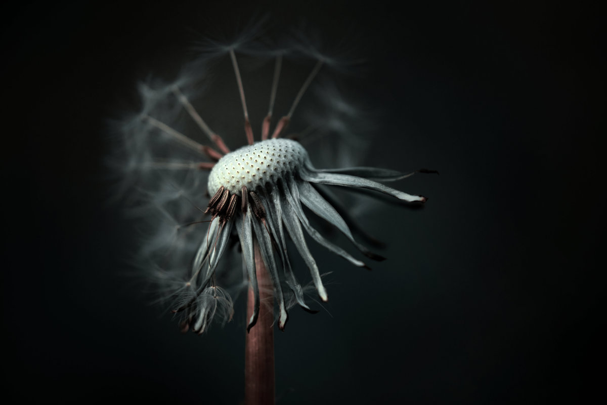 Wandbild Pusteblume 2 Natur Landschaft Sabine Schiebofski Wandbild Pusteblume 2