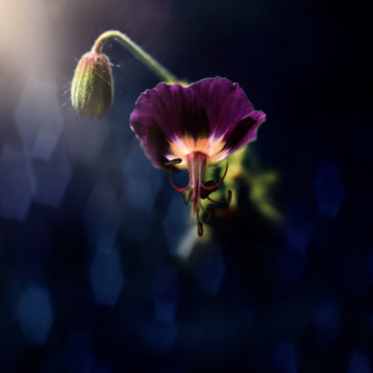 Wandbild Storchschnabel