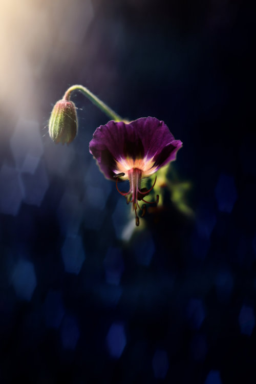 Wandbild Storchschnabel Natur Landschaft Sabine Schiebofski Wandbild Storchschnabel