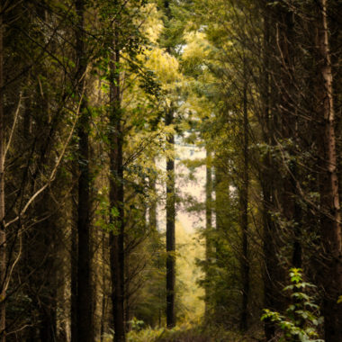 Wandbild Waldweg 1