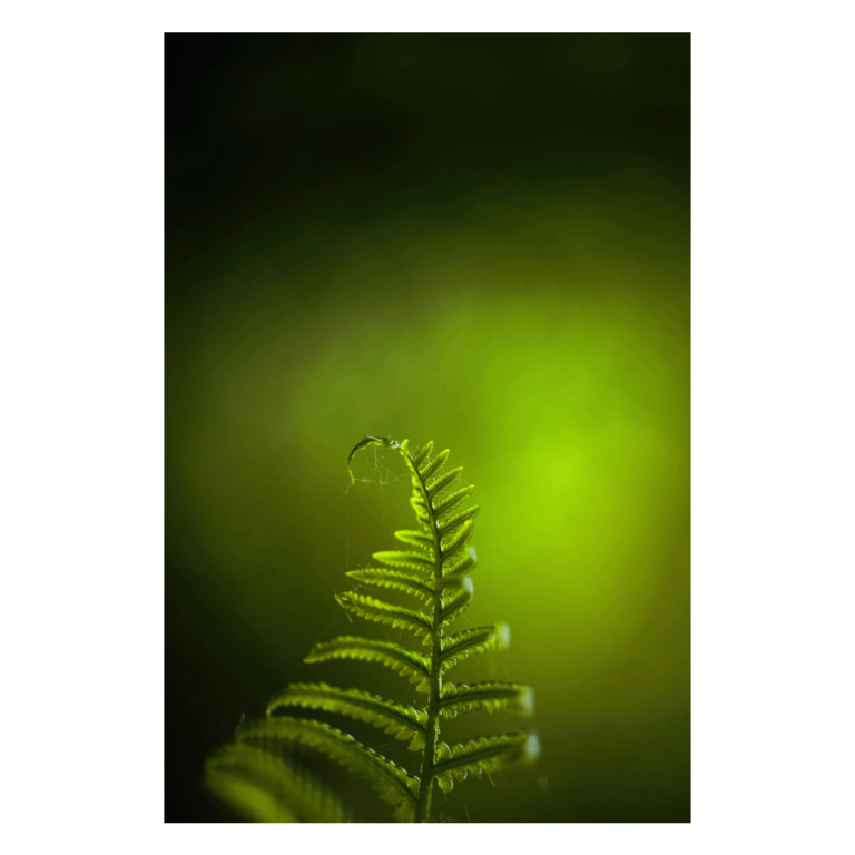 Wandbild Farnkraut