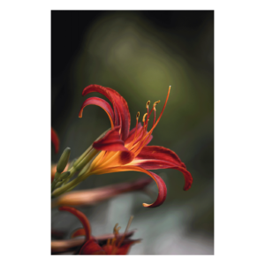 Wandbild Liliaceae