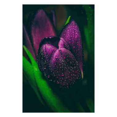 Wandbild Tulpe