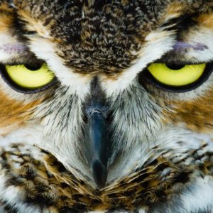 Wandbild - Eulenaugen