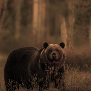 Wandbild - Ein Bär auf Entdeckung