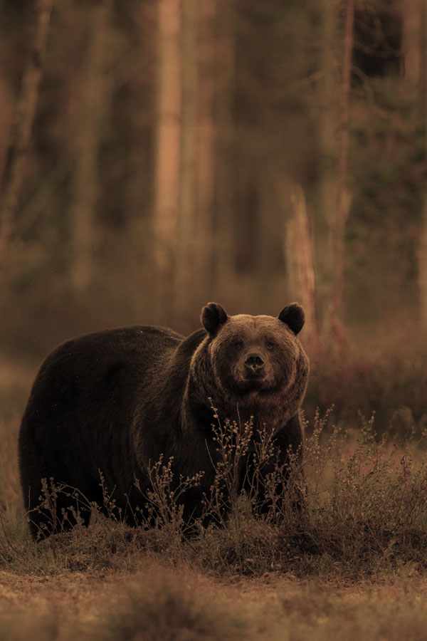 Wandbild - Ein Bär auf Entdeckung