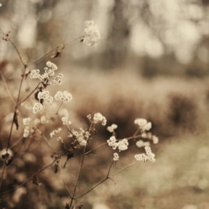 Wandbild einzigartig und modern - Gräser im Abendlicht