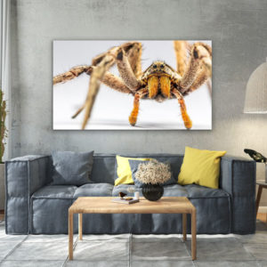 Spinne vor dem Angriff 03