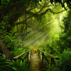 Dschungelbruecke Original 1 scaled