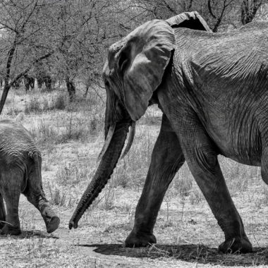 wandbild-elefant-mit-Baby-auf-wanderung-tiere-natur