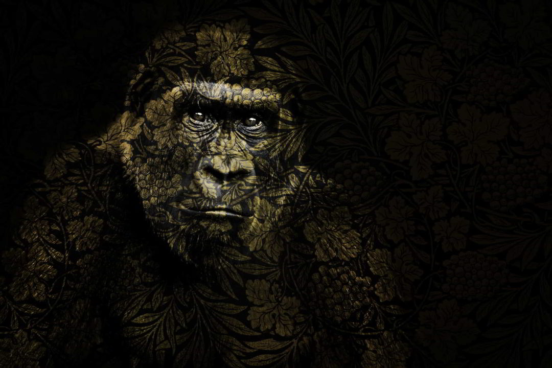 wandbild gorilla tiere natur
