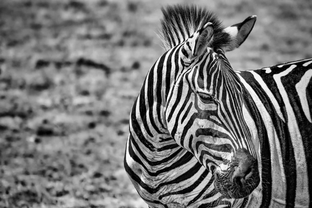 wandbild-zebra-im-sonnenlicht-tiere-natur-schwarz-weiss