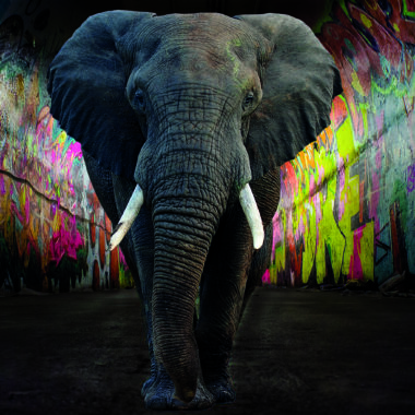Elefant-im-Tunnel-Natur-Tiere-Abstakt