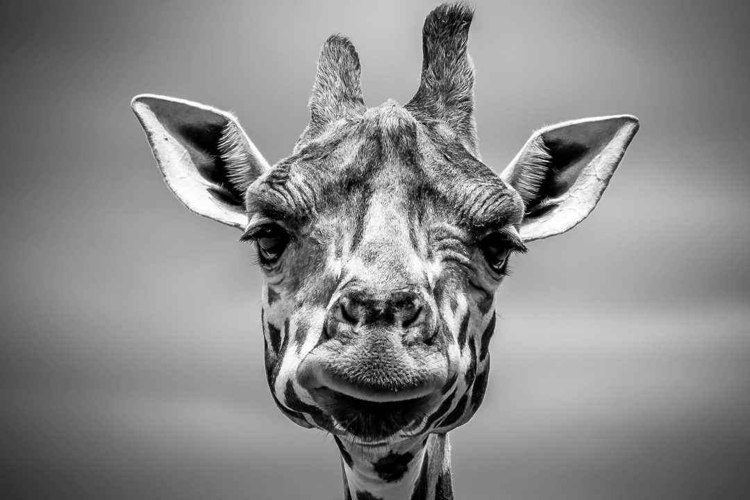 wandbild-giraffe-schwarz-weiss-natur-tiere