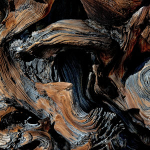 wandbild-holzstruktur-natur-tiere