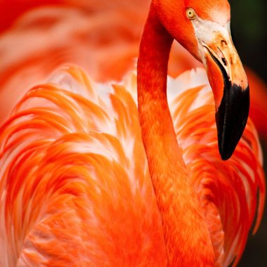 wandbild-roter-flamingo-natur-tiere-min