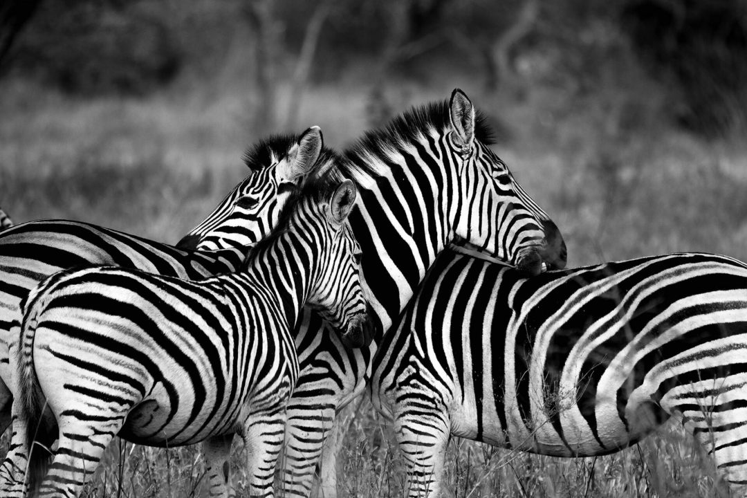 wandbild-zebras-wildniss-schwarz-weiss-natur-tiere